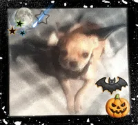 Gator , a male Chihuahua for sale in Asheville, NC – Photo 6 of 6