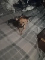 Gator , a male Chihuahua for sale in Asheville, NC – Photo 5 of 6