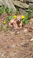 Gator , a male Chihuahua for sale in Asheville, NC – Photo 3 of 6