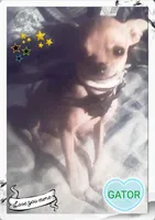 Gator , a male Chihuahua for sale in Asheville, NC – Photo 4 of 6