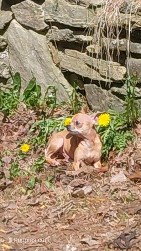 Gator  – Chihuahua puppy for sale in Asheville, NC