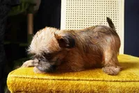Nala, a female Brussels Griffon for sale in Forney, TX – 5 of 5