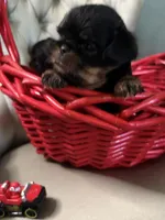 Lord, a male Brussels Griffon for sale in Forney, TX – 2 of 7