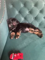 Valero, a male Brussels Griffon for sale in Forney, TX – 6 of 8