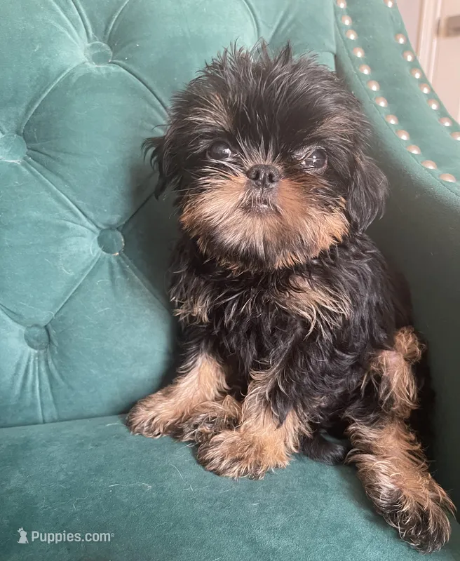 Lord – Brussels Griffon puppy for sale in Forney, TX
