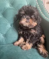 Lord, a male Brussels Griffon for sale in Forney, TX – 1 of 10