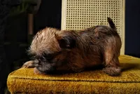 Nala, a female Brussels Griffon for sale in Forney, TX – 2 of 5