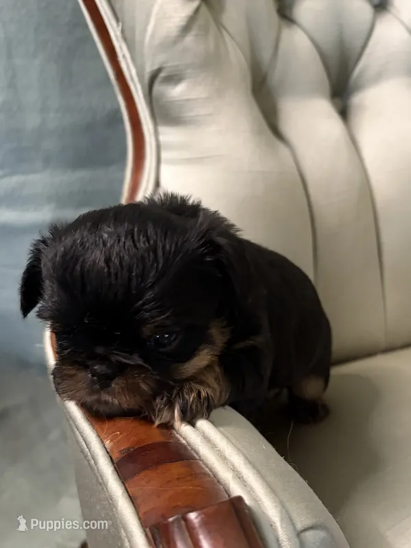 Lord – Brussels Griffon puppy for sale in Forney, TX
