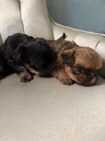 Lord, a male Brussels Griffon for sale in Forney, TX – 6 of 7