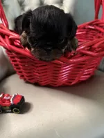 Lord, a male Brussels Griffon for sale in Forney, TX – 3 of 7