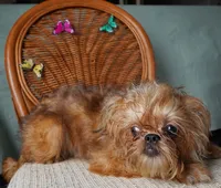 Lexa, a female Brussels Griffon for sale in Forney, TX – 3 of 4