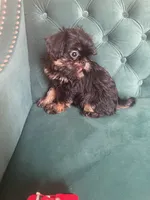 Valero, a male Brussels Griffon for sale in Forney, TX – 3 of 8