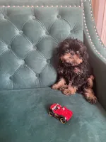 Lord, a male Brussels Griffon for sale in Forney, TX – 3 of 10