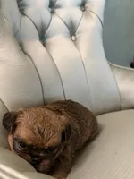 Taylor , a male Brussels Griffon for sale in Forney, TX – 2 of 6