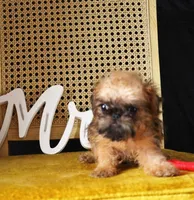 Max, a male Brussels Griffon for sale in Forney, TX – 5 of 5