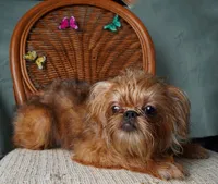 Lexa, a female Brussels Griffon for sale in Forney, TX – 4 of 4