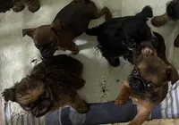 Lera, a female Brussels Griffon for sale in Forney, TX – Photo 7 of 7