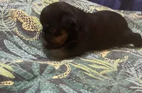 Lera, a female Brussels Griffon for sale in Forney, TX – Photo 3 of 7