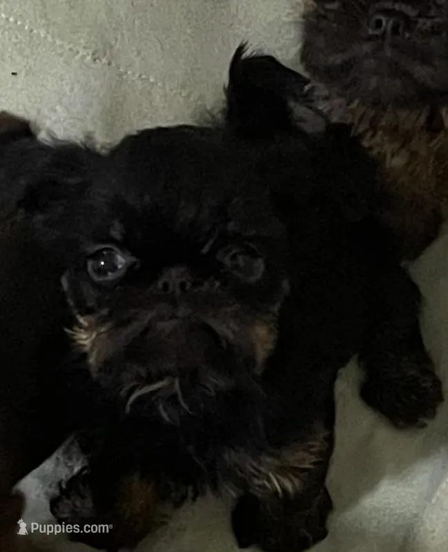 Lera, a female Brussels Griffon for sale in Forney, TX – Photo 1 of 7