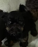 Lera, a female Brussels Griffon for sale in Forney, TX – Photo 1 of 7