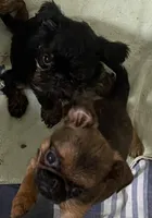 Lera, a female Brussels Griffon for sale in Forney, TX – Photo 4 of 7