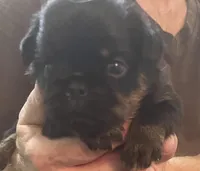 Lera, a female Brussels Griffon for sale in Forney, TX – Photo 2 of 7