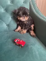 Lord, a male Brussels Griffon for sale in Forney, TX – 5 of 10