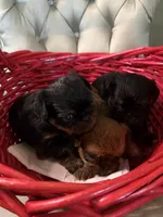 Lord, a male Brussels Griffon for sale in Forney, TX – 4 of 7