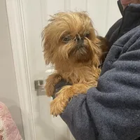 Rafael, a male Brussels Griffon for sale in Forney, TX – Photo 8 of 9