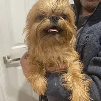 Rafael, a male Brussels Griffon for sale in Forney, TX – Photo 7 of 9