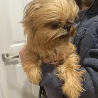 Rafael, a male Brussels Griffon for sale in Forney, TX – Photo 4 of 9