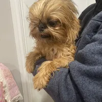 Rafael, a male Brussels Griffon for sale in Forney, TX – Photo 2 of 9