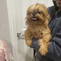 Rafael, a male Brussels Griffon for sale in Forney, TX – Photo 1 of 9