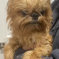 Rafael, a male Brussels Griffon for sale in Forney, TX – Photo 3 of 9