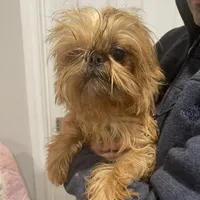 Rafael, a male Brussels Griffon for sale in Forney, TX – Photo 6 of 9