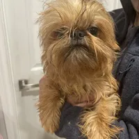 Rafael, a male Brussels Griffon for sale in Forney, TX – Photo 5 of 9