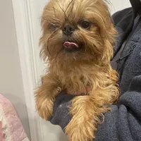 Rafael, a male Brussels Griffon for sale in Forney, TX – Photo 9 of 9