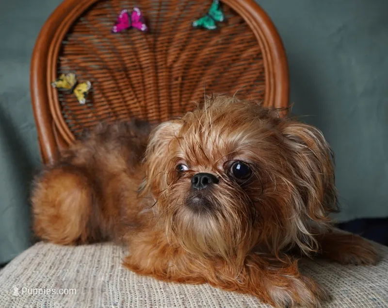 Lexa – Brussels Griffon puppy for sale in Forney, TX