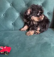 Valero, a male Brussels Griffon for sale in Forney, TX – 7 of 8