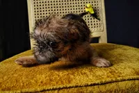 Nala, a female Brussels Griffon for sale in Forney, TX – 3 of 5