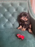 Lord, a male Brussels Griffon for sale in Forney, TX – 6 of 10