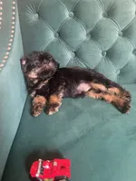Valero, a male Brussels Griffon for sale in Forney, TX – 8 of 8