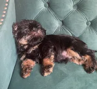 Valero, a male Brussels Griffon for sale in Forney, TX – 2 of 8