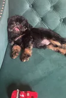 Valero, a male Brussels Griffon for sale in Forney, TX – 5 of 8