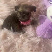 Lexa, a female Brussels Griffon for sale in Forney, TX – Photo 1 of 8