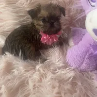 Lexa, a female Brussels Griffon for sale in Forney, TX – Photo 5 of 8