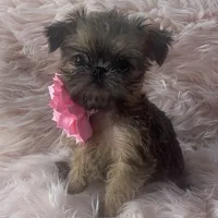 Lexa, a female Brussels Griffon for sale in Forney, TX – Photo 6 of 8