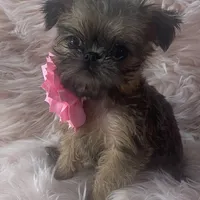 Lexa, a female Brussels Griffon for sale in Forney, TX – Photo 2 of 8