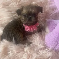 Lexa, a female Brussels Griffon for sale in Forney, TX – Photo 8 of 8
