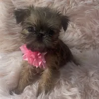 Lexa, a female Brussels Griffon for sale in Forney, TX – Photo 3 of 8